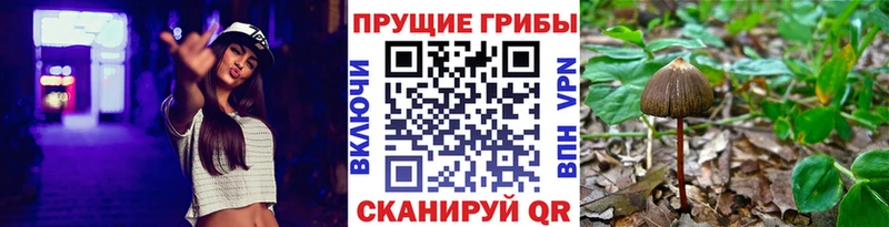 Галлюциногенные грибы Cubensis  Задонск 